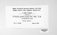 Puccinia epilobii-tetragoni image